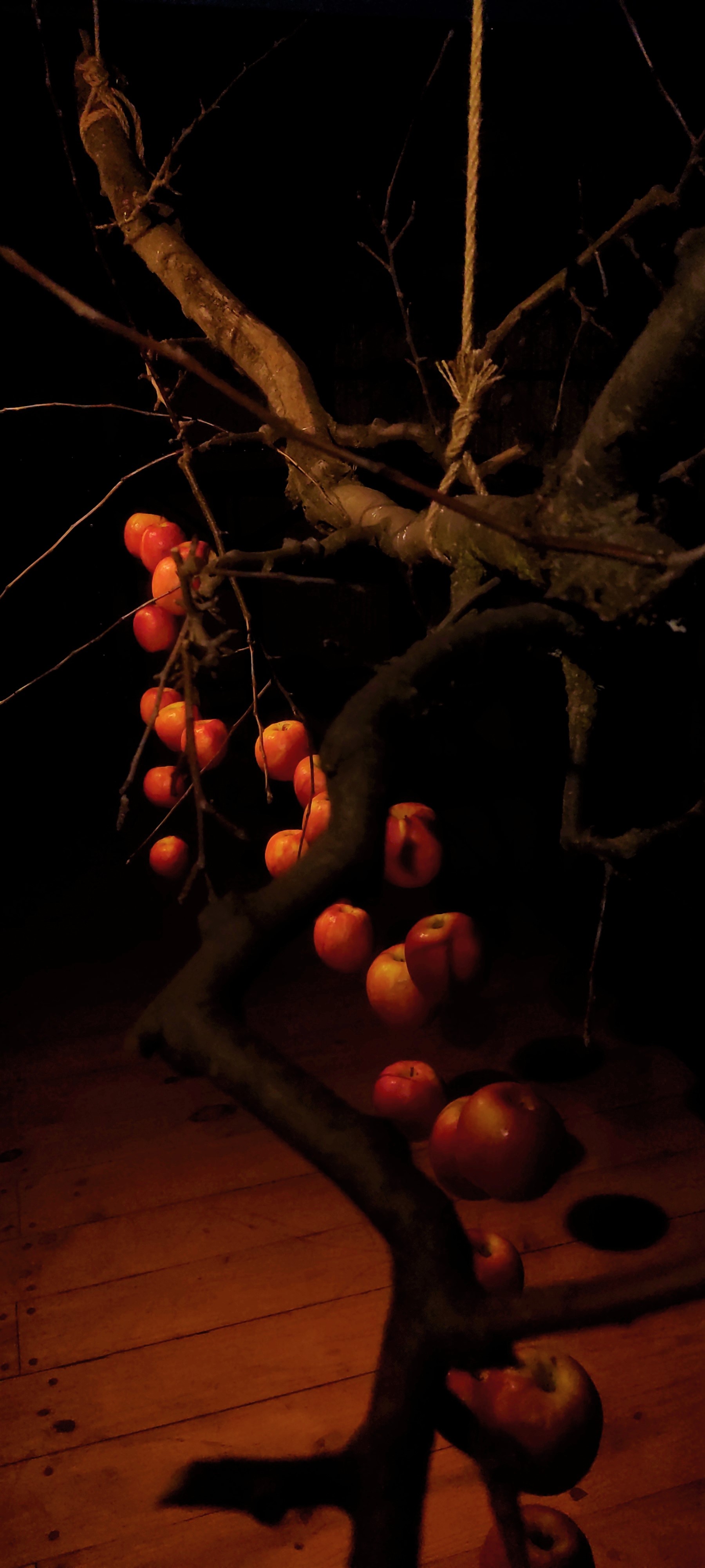 Epifania, 2022
Pommes, branche de pommier, corde